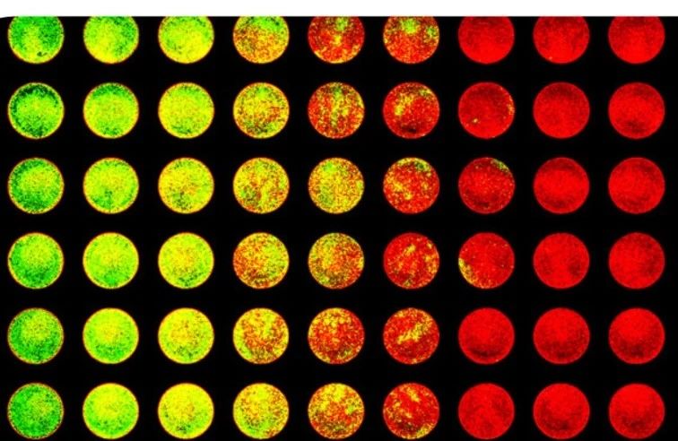 image008.jpg image008.jpg