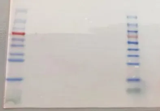 image005.png image005.png