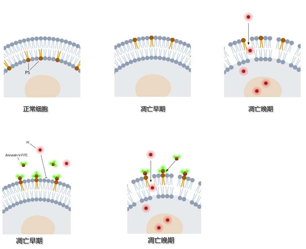 image003.png image003.png