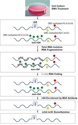 22 Arraystar rG4.jpg