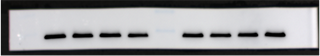 image005.png